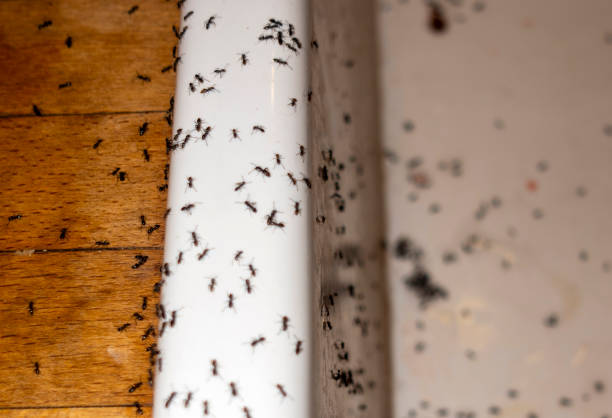 Wasp Removal Services in Maysville, MO